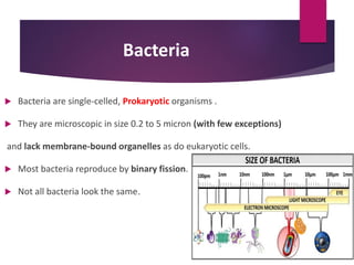 Bacteria
 Bacteria are single-celled, Prokaryotic organisms .
 They are microscopic in size 0.2 to 5 micron (with few exceptions)
and lack membrane-bound organelles as do eukaryotic cells.
 Most bacteria reproduce by binary fission.
 Not all bacteria look the same.
 