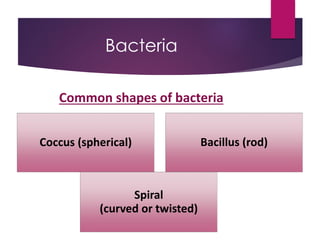 Bacteria
Common shapes of bacteria
Coccus (spherical) Bacillus (rod)
Spiral
(curved or twisted)
 
