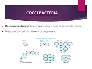 COCCI BACTERIA
 Coccus (cocci plural) bacteria are round, oval, or spherical in shape.
 These cell can exist in different arrangements.
 