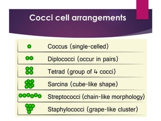 Cocci cell arrangements
 