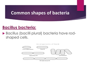 Common shapes of bacteria
Bacillus bacteria:
 Bacillus (bacilli plural) bacteria have rod-
shaped cells.
 