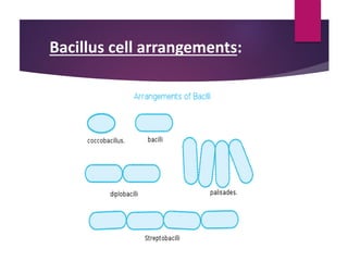 Bacillus cell arrangements:
 