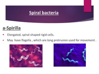 Spiral bacteria
a-Spirilla
 Elongated, spiral-shaped rigid cells.
 May have flagella , which are long protrusion used for movement .
 