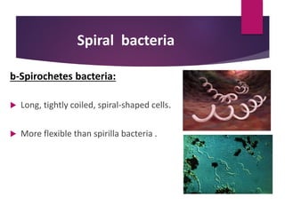 Spiral bacteria
b-Spirochetes bacteria:
 Long, tightly coiled, spiral-shaped cells.
 More flexible than spirilla bacteria .
 