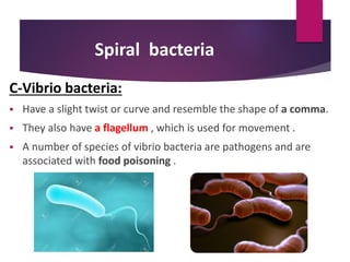 Spiral bacteria
C-Vibrio bacteria:
 Have a slight twist or curve and resemble the shape of a comma.
 They also have a flagellum , which is used for movement .
 A number of species of vibrio bacteria are pathogens and are
associated with food poisoning .
 