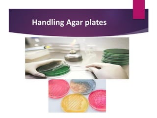 Handling Agar plates
 