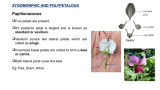 GENERAL MORPHOLOGY OF FLOWERS in .pptx