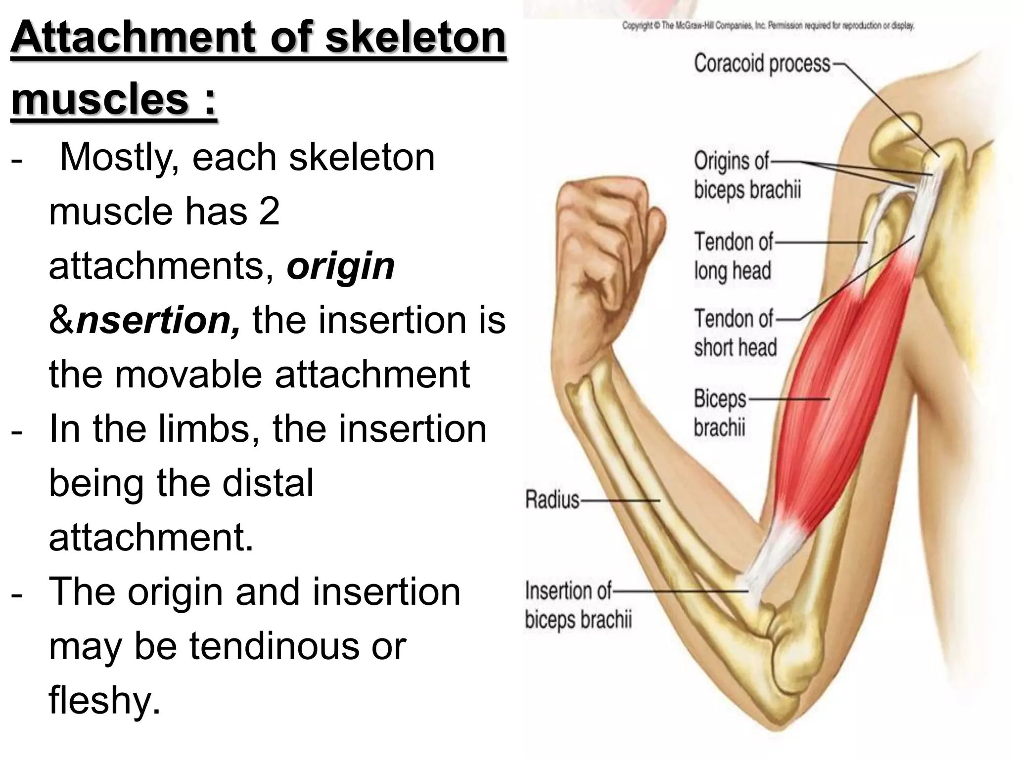 General myology copy | PDF