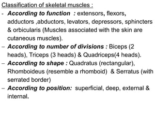 Classification of skeletal muscles :
- According to function : extensors, flexors,
adductors ,abductors, levators, depressors, sphincters
& orbicularis (Muscles associated with the skin are
cutaneous muscles).
− According to number of divisions : Biceps (2
heads), Triceps (3 heads) & Quadriceps(4 heads).
− According to shape : Quadratus (rectangular),
Rhomboideus (resemble a rhomboid) & Serratus (with
serrated border)
− According to position: superficial, deep, external &
internal.
 