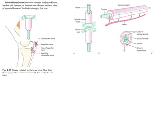 General myology   copy