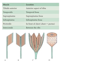 General myology   copy