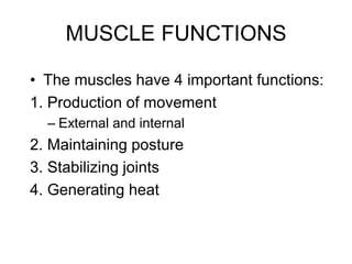 MUSCLE FUNCTIONS
• The muscles have 4 important functions:
1. Production of movement
– External and internal
2. Maintaining posture
3. Stabilizing joints
4. Generating heat
 