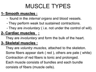 MUSCLE TYPES
1- Smooth muscles :
- found in the internal organs and blood vessels.
- They perform weak but sustained contractions.
- They are involuntary ( i.e. not under the control of will).
2- Cardiac muscles :
They are involuntary and form the bulk of the heart.
3- Skeletal muscles :
They are voluntry muscles, attached to the skeleton.
Some fibers appear dark ( red ), others are pale ( white(
Contraction of red fibers is tonic and prolonged.
Each muscle consists of bundles and each bundle
consists of fibers (muscle cells).
 