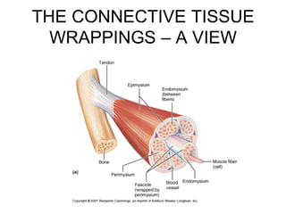 THE CONNECTIVE TISSUE
WRAPPINGS – A VIEW
 