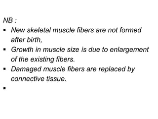 NB :
▪ New skeletal muscle fibers are not formed
after birth,
▪ Growth in muscle size is due to enlargement
of the existing fibers.
▪ Damaged muscle fibers are replaced by
connective tissue.
▪
 