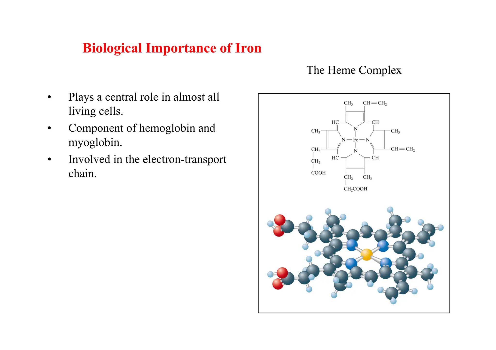 Biological Importance of Iron
• Plays a central role in almost all
living cells.
• Component of hemoglobin and
myoglobin.
• Involved in the electron-transport
chain.
The Heme Complex
 