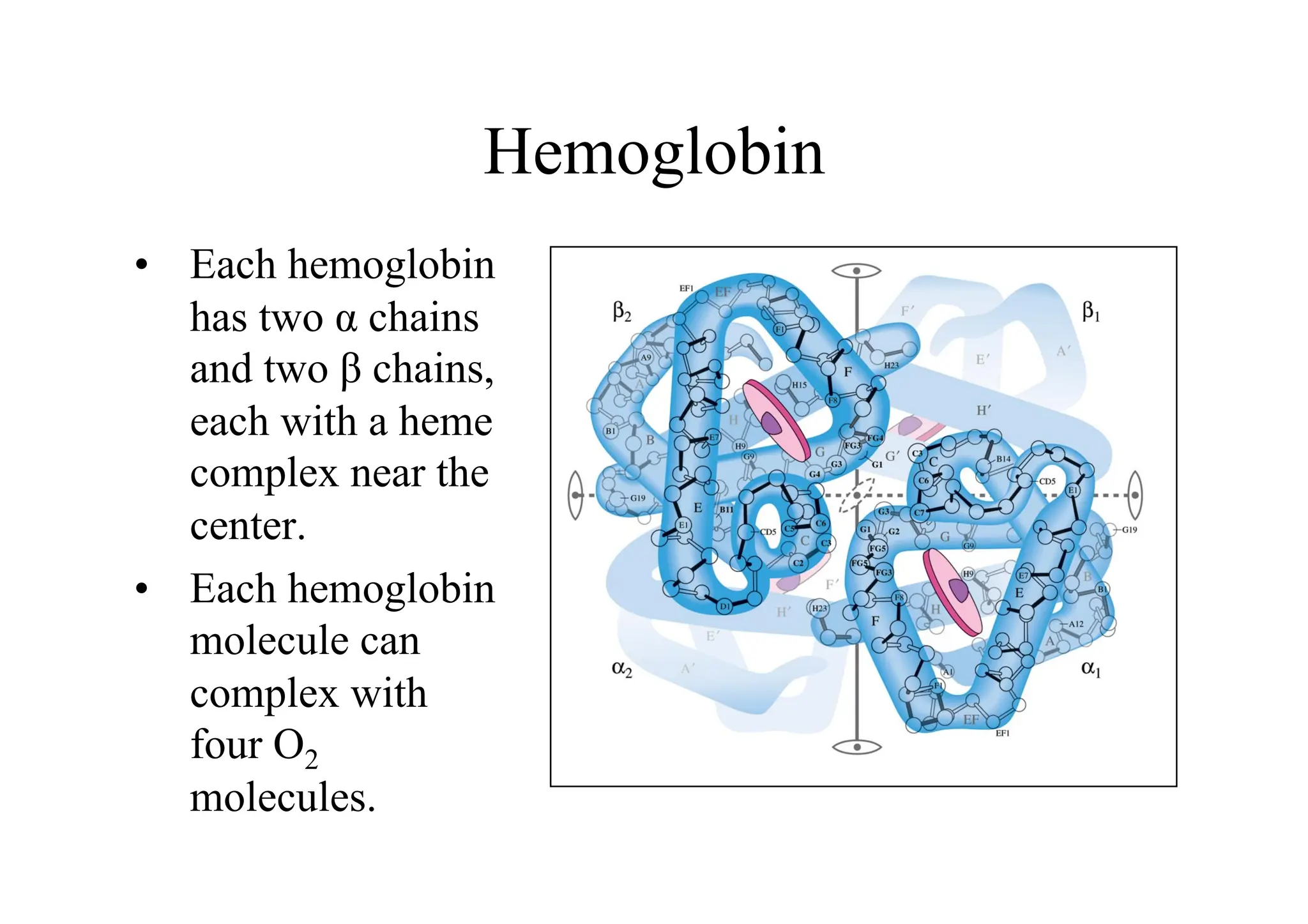 Hemoglobin
• Each hemoglobin
has two α chains
and two β chains,
each with a heme
complex near the
center.
• Each hemoglobin
molecule can
complex with
four O2
molecules.
 