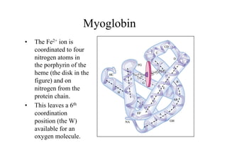 Myoglobin
• The Fe2+ ion is
coordinated to four
nitrogen atoms in
the porphyrin of the
heme (the disk in the
figure) and on
nitrogen from the
protein chain.
• This leaves a 6th
coordination
position (the W)
available for an
oxygen molecule.
 