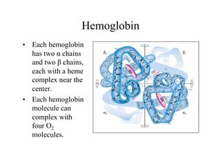Hemoglobin
• Each hemoglobin
has two α chains
and two β chains,
each with a heme
complex near the
center.
• Each hemoglobin
molecule can
complex with
four O2
molecules.
 