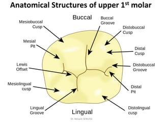 Upper First Molar Rct General oral and dental anatomy | PDF