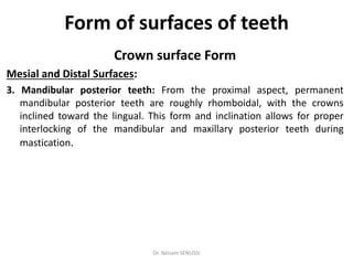 General oral and dental anatomy | PDF