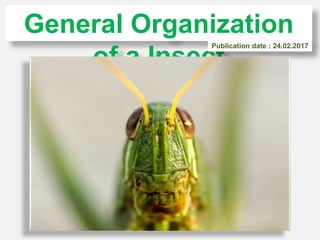 General Organization
of a Insect
Publication date : 24.02.2017
 