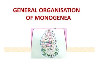 GENERAL ORGANISATION
OF MONOGENEA
 