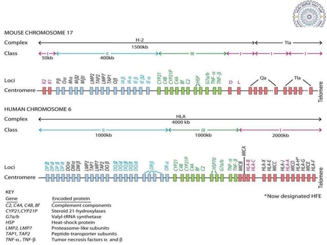 General organization and inheritance of MHC | PPTX