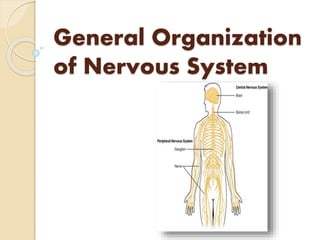 General Organization
of Nervous System
 