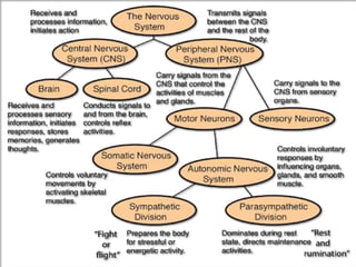 Organization Of The Nervous System Flowchart
