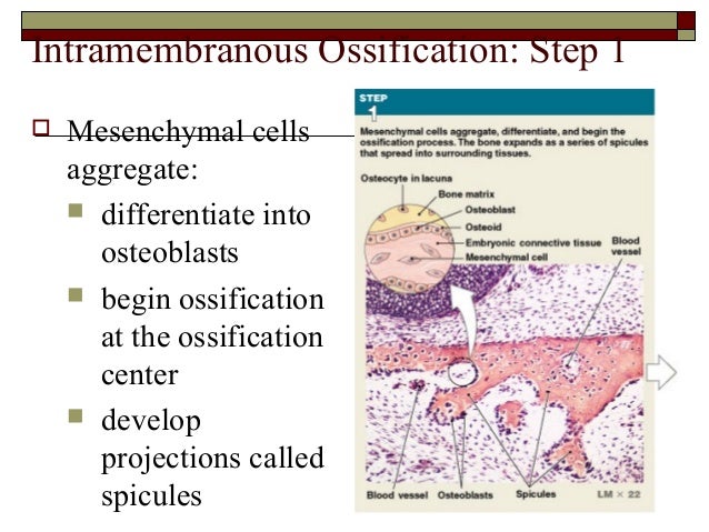 For Intramembranous Ossification To Take Place, Which Of The Following Is Necessary? General osteology