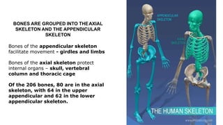 BONES ARE GROUPED INTO THEAXIAL
SKELETON AND THE APPENDICULAR
SKELETON
Bones of the appendicular skeleton
facilitate movement - girdles and limbs
Bones of the axial skeleton protect
internal organs – skull, vertebral
column and thoracic cage
Of the 206 bones, 80 are in the axial
skeleton, with 64 in the upper
appendicular and 62 in the lower
appendicular skeleton.
 