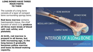 LONG BONES HAVE THREE
MAIN PARTS
TO THEM
The outside of a long bone
consists of a layer of compact
bone surrounding spongy bone.
Red bone marrow contains
haemopoietic tissue, the chief
function of which is to produce
all three main kinds of blood
cell: red; white; and
platelets.
At birth, red marrow is
present in all bones, but
with increasing age, in the
long bones it gradually
becomes yellow marrow
and loses its blood-making
capacity.
 