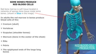 SOME BONES PRODUCE
RED BLOOD CELLS
Red bone marrow is soft tissue located in
networks of spongy bone tissue inside some
bones. (shown in blue in the image)
In adults the red marrow in bones produce
blood cells of the:
 Cranium (skull)
 Vertebrae
 Scapulae (shoulder bones)
 Sternum (bone in the center of the chest)
 Ribs
 Pelvis
 The epiphyseal ends of the large long
bones
 