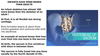 INFANTS HAVE MORE BONES
THAN ADULTS
An infant skeleton has almost 100
more bones than the skeleton of an
adult !
At first, it is all flexible but strong
cartilage.
Bone formation begins at about three
months gestation and continues after birth
into adulthood.
An example of several bones that fuse
over time into one bone is the sacrum.
At birth, the sacrum is five vertebrae
with discs in between them.
The sacrum is fully fused into one bone
usually by the fourth decade of life.
 