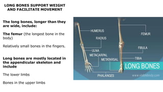 LONG BONES SUPPORT WEIGHT
AND FACILITATE MOVEMENT
The long bones, longer than they
are wide, include:
The femur (the longest bone in the
body)
Relatively small bones in the fingers.
Long bones are mostly located in
the appendicular skeleton and
include
The lower limbs
Bones in the upper limbs
 