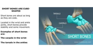 SHORT BONES ARE CUBE-
SHAPED
Short bones are about as long
as they are wide.
Located in the wrist and ankle
joints, short bones provide
stability and some movement.
Examples of short bones
are:
The carpals in the wrist
The tarsals in the ankles
 