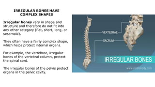 IRREGULAR BONES HAVE
COMPLEX SHAPES
Irregular bones vary in shape and
structure and therefore do not fit into
any other category (flat, short, long, or
sesamoid).
They often have a fairly complex shape,
which helps protect internal organs.
For example, the vertebrae, irregular
bones of the vertebral column, protect
the spinal cord.
The irregular bones of the pelvis protect
organs in the pelvic cavity.
 