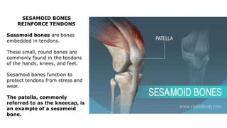 SESAMOID BONES
REINFORCE TENDONS
Sesamoid bones are bones
embedded in tendons.
These small, round bones are
commonly found in the tendons
of the hands, knees, and feet.
Sesamoid bones function to
protect tendons from stress and
wear.
The patella, commonly
referred to as the kneecap, is
an example of a sesamoid
bone.
 