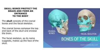 SKULL BONES PROTECT THE
BRAIN AND FORM AN
ENTRANCE
TO THE BODY
The skull consists of the cranial
bones and the facial skeleton.
The cranial bones compose the top
and back of the skull and enclose
the brain.
The facial skeleton, as its name
suggests, makes up the face of the
skull.
 