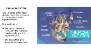 FACIAL SKELETON
The 14 bones of the facial
skeleton form the entrances
to the respiratory and
digestive tracts.
It is made up of:
 The facial skeleton is
formed by the mandible,
maxillae (r,l), and the
zygomatics (r,l),
 The bones that give
shape to the nasal cavity
 