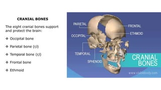 CRANIAL BONES
The eight cranial bones support
and protect the brain:
 Occipital bone
 Parietal bone (r,l)
 Temporal bone (r,l)
 Frontal bone
 Ethmoid
 