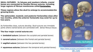 SKULL SUTURES - In fetuses and newborn infants, cranial
bones are connected by flexible fibrous sutures, including
large regions of fibrous membranes called fontanelles.
These regions allow the skull to enlarge to accommodate the
growing brain.
The sphenoidal, mastoid, and posterior fontanelles close after
two months, while the anterior fontanelle may exist for up to
two years.
As fontanelles close, sutures develop. Skull sutures are immobile
joints where cranial bones are connected with dense fibrous tissue.
The four major cranial sutures are:
 lambdoid suture (between the occipital and parietal bones)
 coronal suture (between the frontal and parietal bones)
 sagittal suture (between the two parietal bones)
 squamous sutures (between the temporal and parietal bones)
https://www.youtube.com/watch?v=tM3O
QR_7u4Q
 
