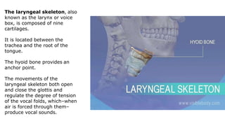 The laryngeal skeleton, also
known as the larynx or voice
box, is composed of nine
cartilages.
It is located between the
trachea and the root of the
tongue.
The hyoid bone provides an
anchor point.
The movements of the
laryngeal skeleton both open
and close the glottis and
regulate the degree of tension
of the vocal folds, which–when
air is forced through them–
produce vocal sounds.
 