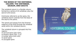 THE BONES OF THE VERTEBRAL
COLUMN: THE VERTEBRAE,
SACRUM, AND COCCYX
The vertebral column is a flexible column
formed by a series of 24 vertebrae, plus the
sacrum and coccyx.
Commonly referred to as the spine, the
vertebral column extends from the base of
the skull to the pelvis.
The spinal cord passes from the foramen
magnum of the skull through the vertebral
canal within the vertebral column.
The vertebral column is grouped into five
regions:
 cervical spine (C01-C07),
 thoracic spine (T01- T-12
 lumbar spine (L01-L05)
 sacral spine
 coccygeal spine
 