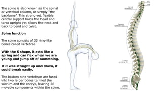 The spine is also known as the spinal
or vertebral column, or simply “the
backbone”. This strong yet flexible
central support holds the head and
torso upright yet allows the neck and
back to bend and twist.
Spine function
The spine consists of 33 ring-like
bones called vertebrae.
With the S shape, it acts like a
spring and can flex when we are
young and jump off of something.
If it was straight up and down, it
could break easily.
The bottom nine vertebrae are fused
into two larger bones termed the
sacrum and the coccyx, leaving 26
movable components within the spine.
 