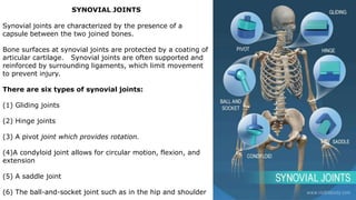 SYNOVIAL JOINTS
Synovial joints are characterized by the presence of a
capsule between the two joined bones.
Bone surfaces at synovial joints are protected by a coating of
articular cartilage. Synovial joints are often supported and
reinforced by surrounding ligaments, which limit movement
to prevent injury.
There are six types of synovial joints:
(1) Gliding joints
(2) Hinge joints
(3) A pivot joint which provides rotation.
(4)A condyloid joint allows for circular motion, flexion, and
extension
(5) A saddle joint
(6) The ball-and-socket joint such as in the hip and shoulder
 