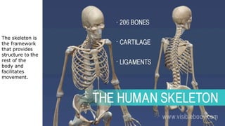 The skeleton is
the framework
that provides
structure to the
rest of the
body and
facilitates
movement.
 
