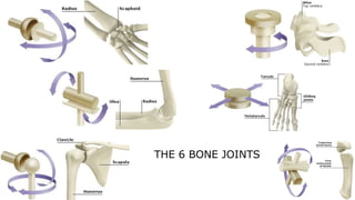 THE 6 BONE JOINTS
 