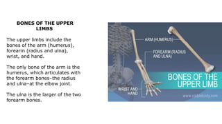 BONES OF THE UPPER
LIMBS
The upper limbs include the
bones of the arm (humerus),
forearm (radius and ulna),
wrist, and hand.
The only bone of the arm is the
humerus, which articulates with
the forearm bones–the radius
and ulna–at the elbow joint.
The ulna is the larger of the two
forearm bones.
 